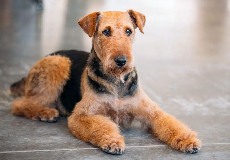 Airedale Terriers & Shedding