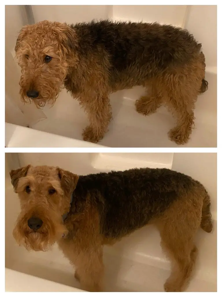 Airedale Terriers & Shedding