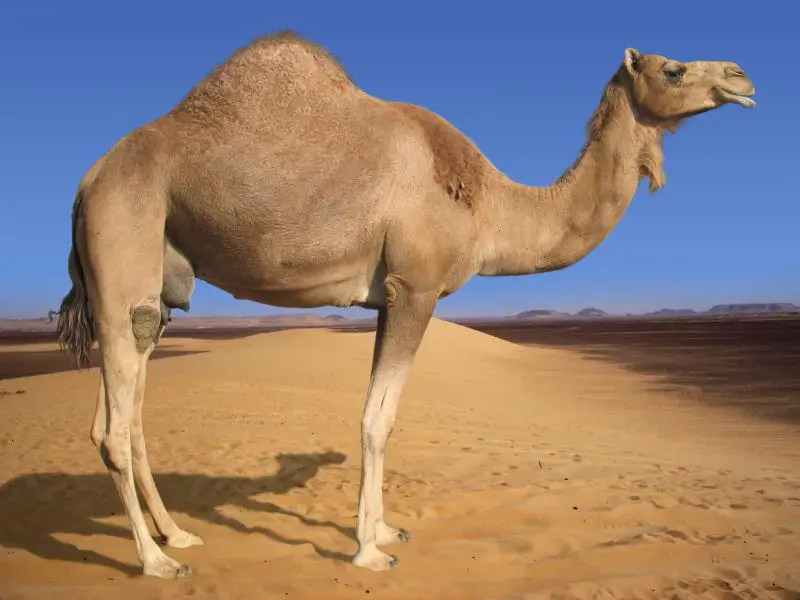 Why Do Camels Have Thick Fur