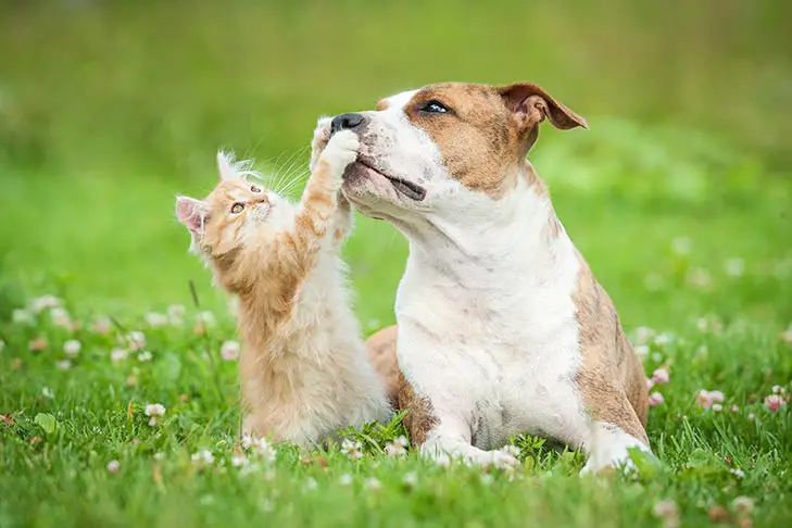 Are Catahoula Leopard Dogs Good With Cats?