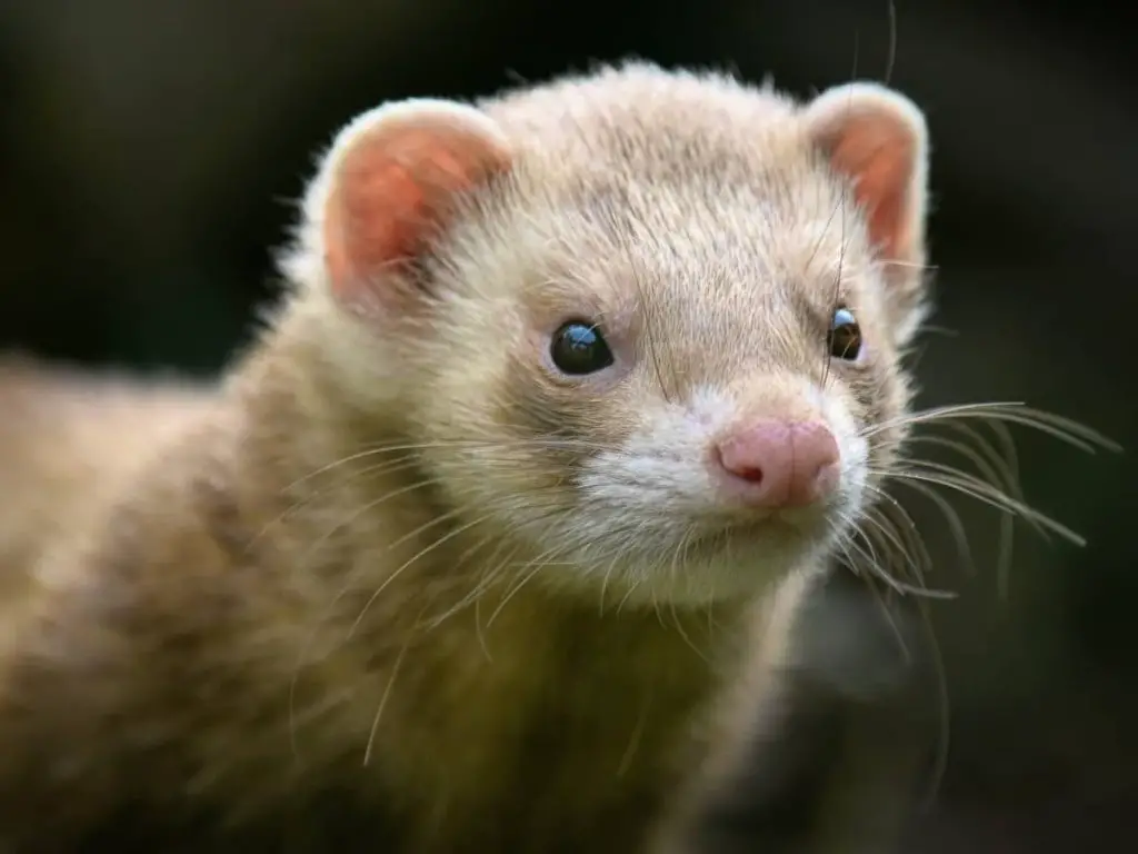 Bathing Your Ferret