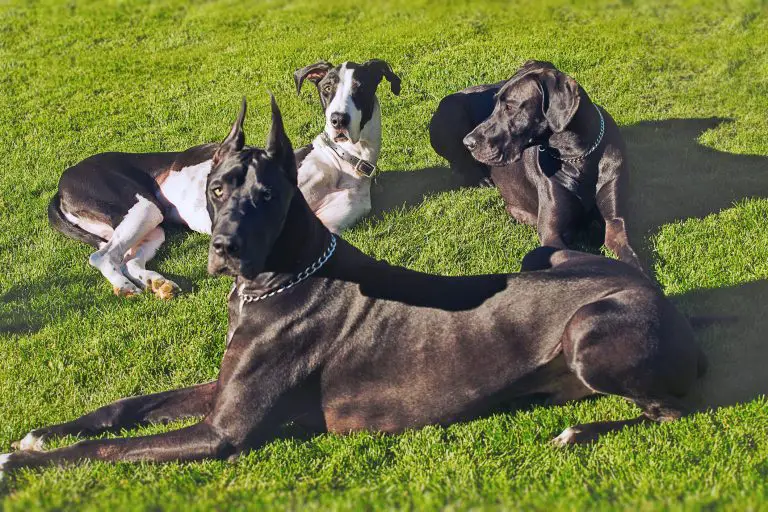 Are Great Danes Good Guard Dogs