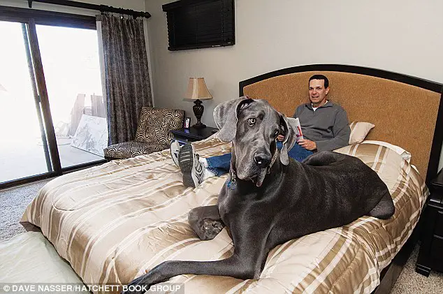 24 Essential Secrets for Being a Great Dane Owner