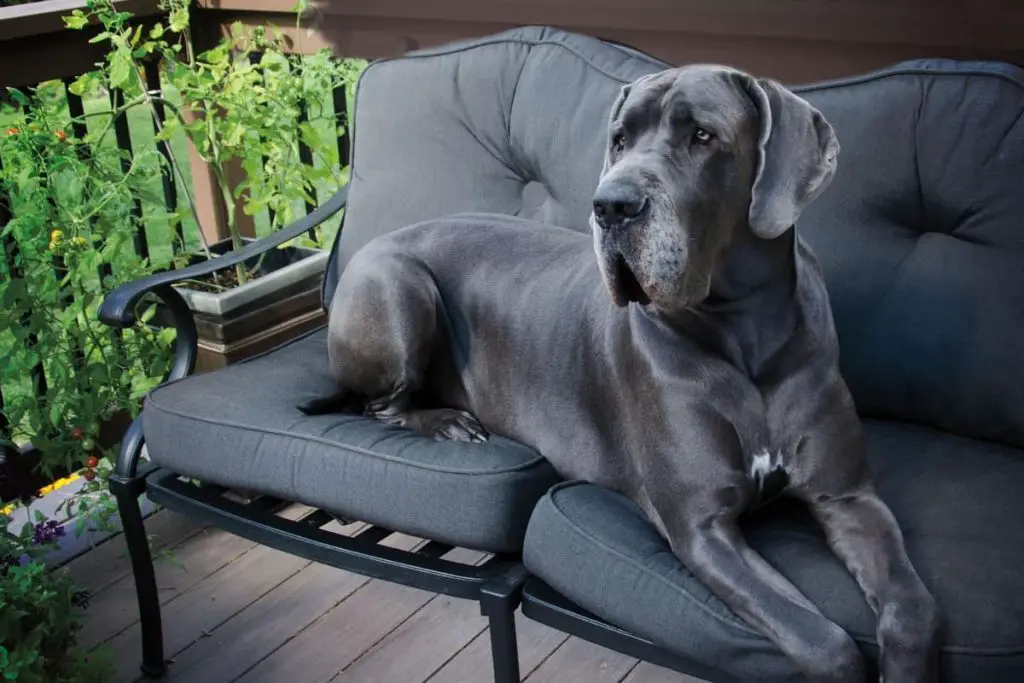 The Ultimate Guide to Caring For Your Great Dane Puppy