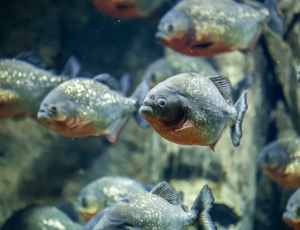 Piranhas As Pets