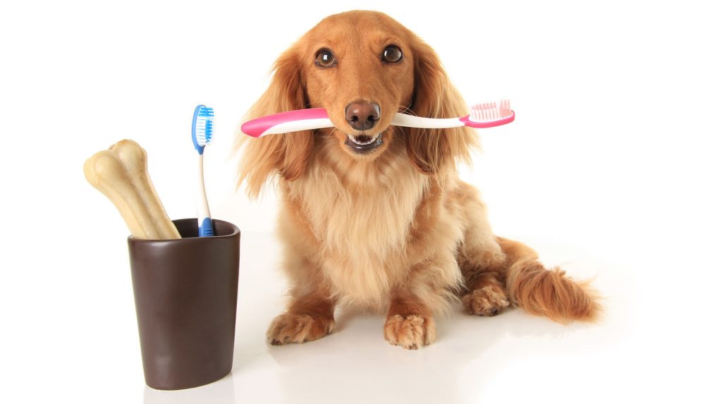 Why Don'T Animals Have To Brush Their Teeth