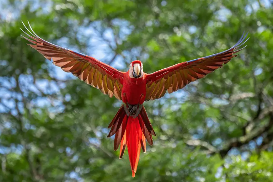 What To Know When Getting A Bird For A Pet