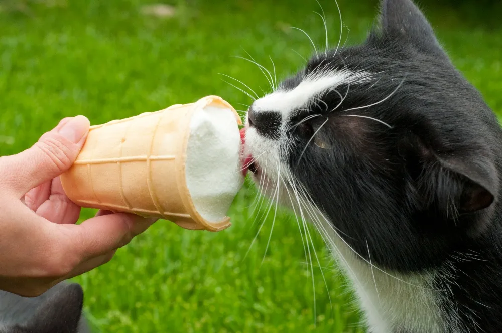 Can Cats Eat Dog Ice Cream