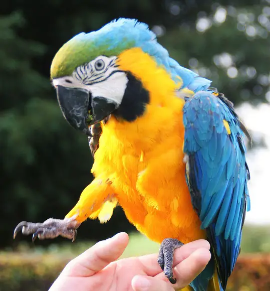 Do Parrots Know What They Are Saying?