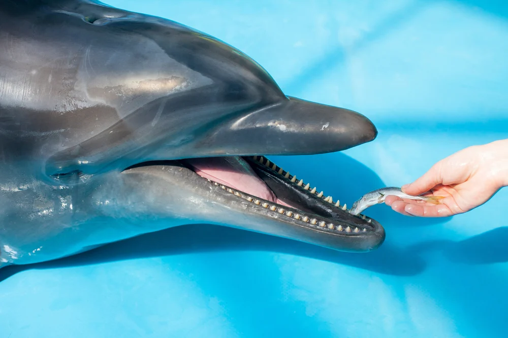 The Secret Behind Dolphins' Friendliness Towards Humans