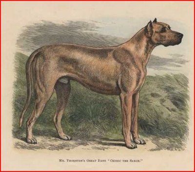 Discover the Origins of Great Danes