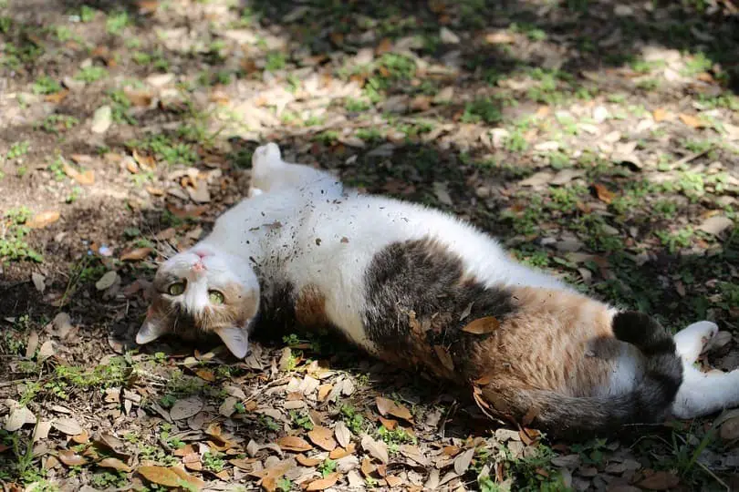 Why Do Cats Roll in Dirt