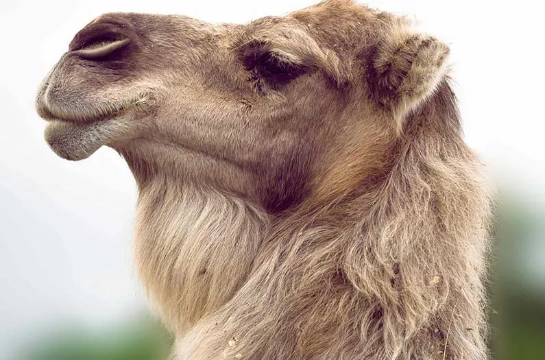 Why Do Camels Have Thick Fur