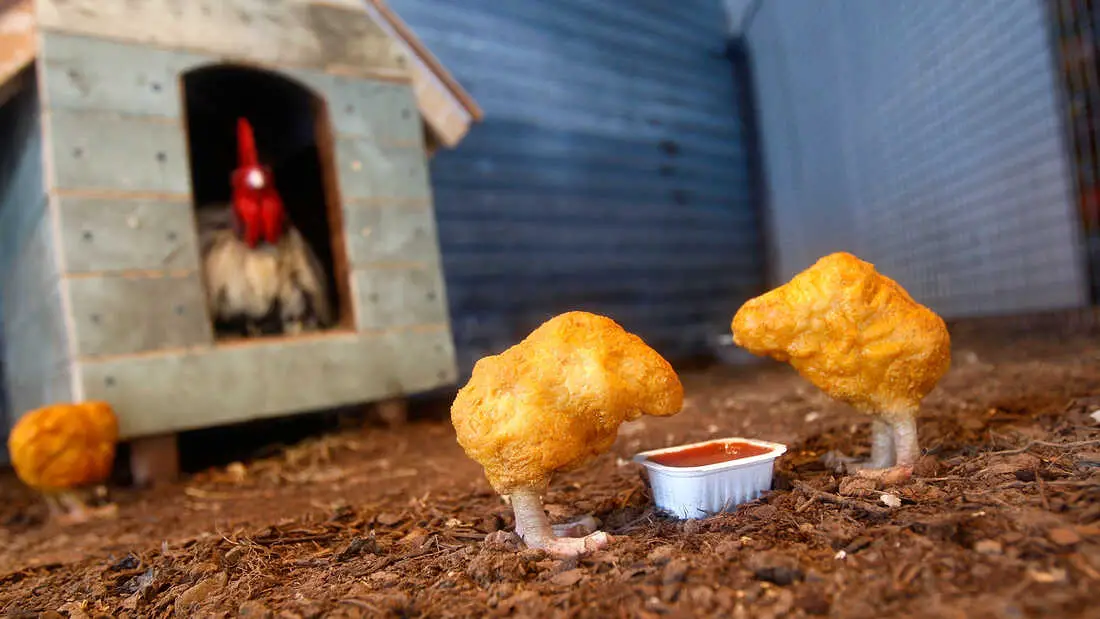 Can Chickens Eat Hamster Food? Read This First!