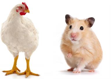 Can Chickens Eat Hamster Food