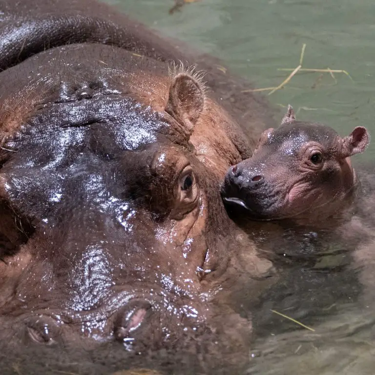 Can Hippos Be Domesticated