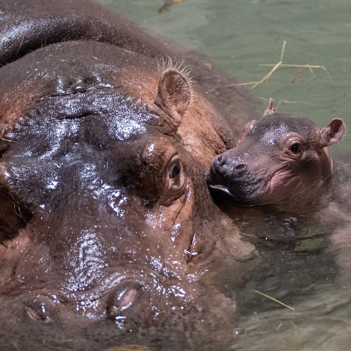 Can Hippos Be Domesticated? Shocking Answer!