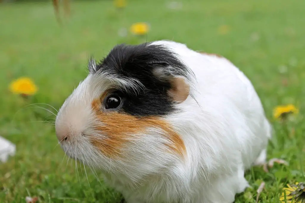 Can Guinea Pigs Wear Diapers