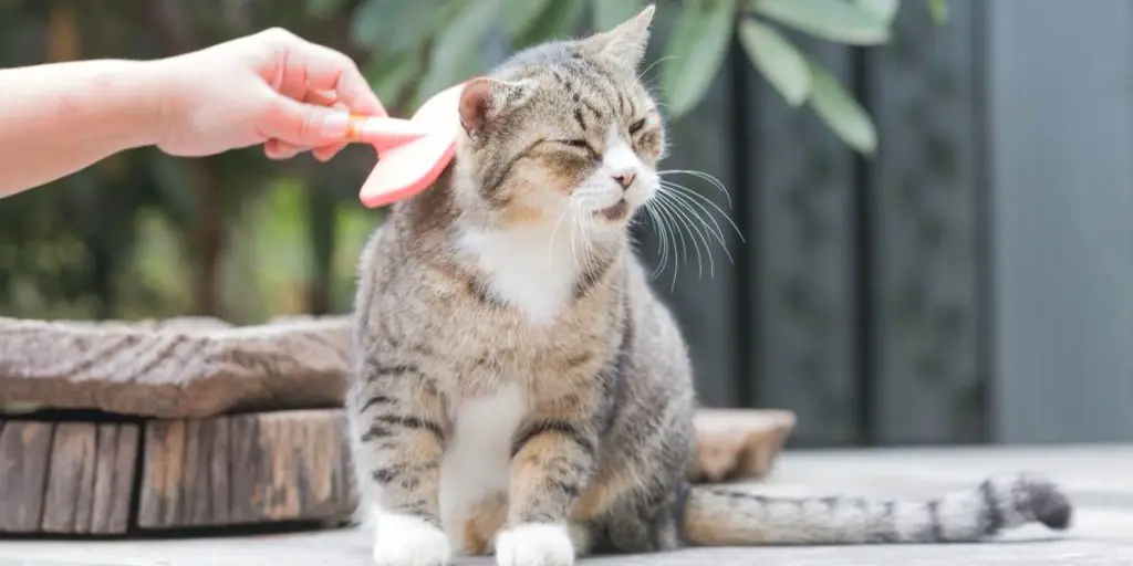 Why Do Cats React To Combs