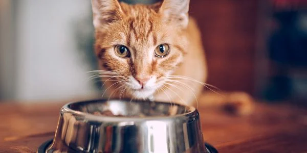 How to Eliminate Cat Food Smell & Freshen Your Home!