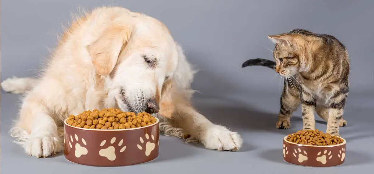 Is There a Dog Food That Tastes Like Cat Food