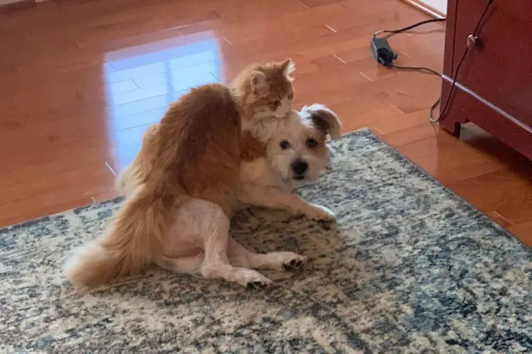 Why is My Dog Humping My Cat?