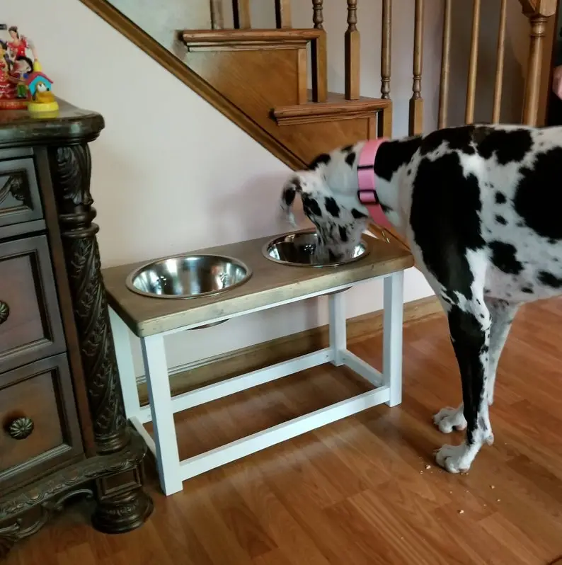 9 Best Elevated Dog Bowls for Great Danes