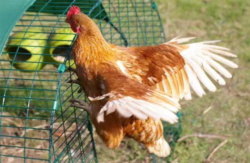 Why Do Chickens Try To Escape?