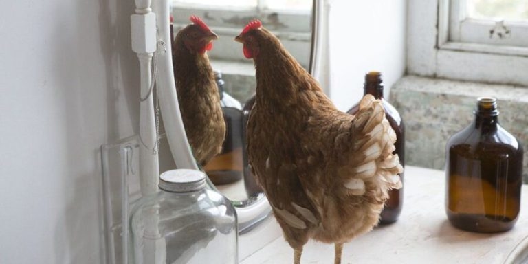 Reason Behind Chickens’ Love for Mirrors!