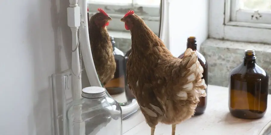 Reason Behind Chickens’ Love for Mirrors