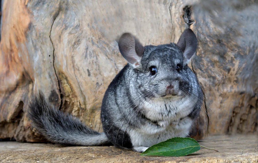 Why Do Chinchillas Throw Poop