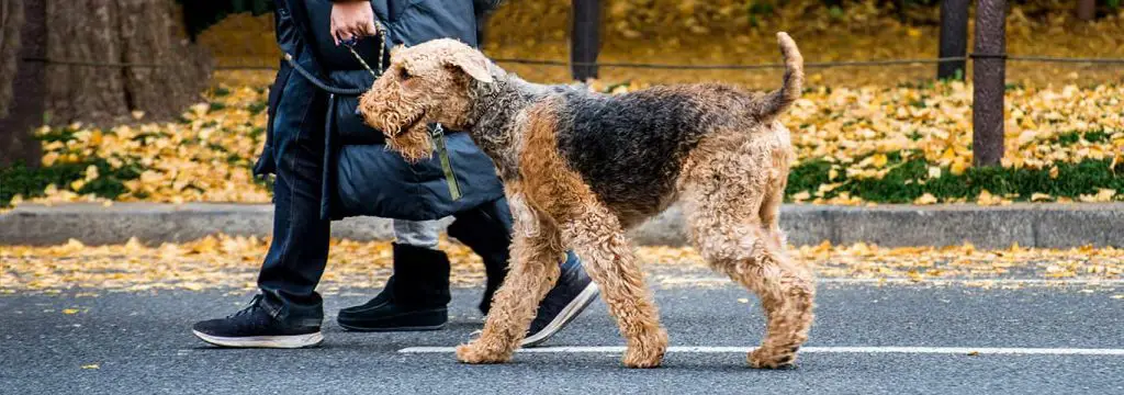 Airedale Terriers & Shedding