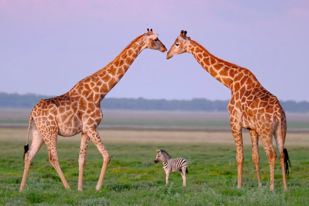 Domesticating Giraffes