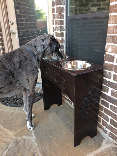 9 Best Elevated Dog Bowls for Great Danes