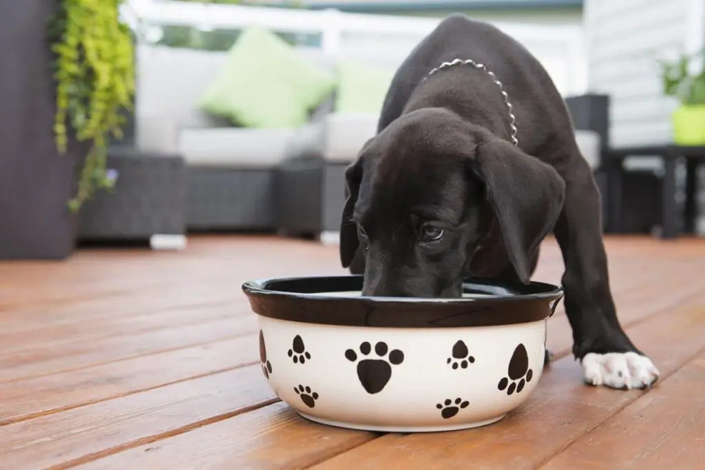 How Much to Feed a Great Dane Puppy