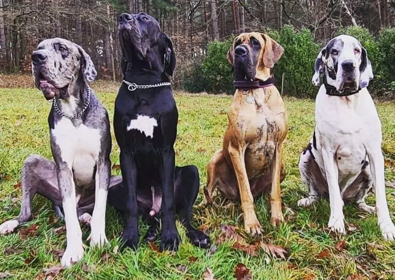 Different Types of Great Danes