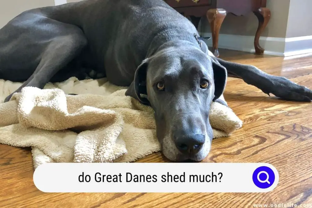 Do Great Danes Shed a Lot