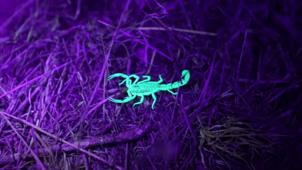 Do Scorpions Recognize Their Owners? - Nickiy.com