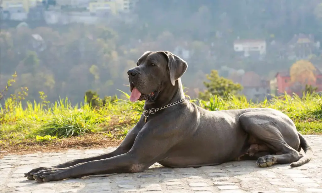 Are Great Danes Good Guard Dogs