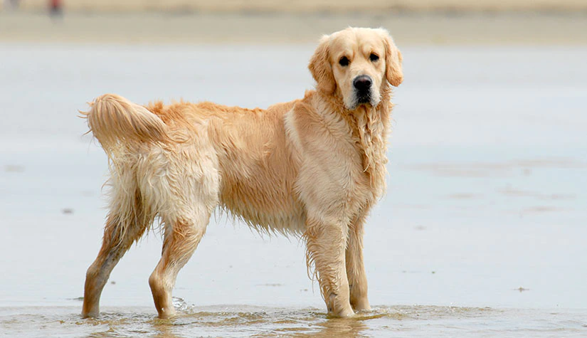 6 Best Golden Retriever Breeders In Australia