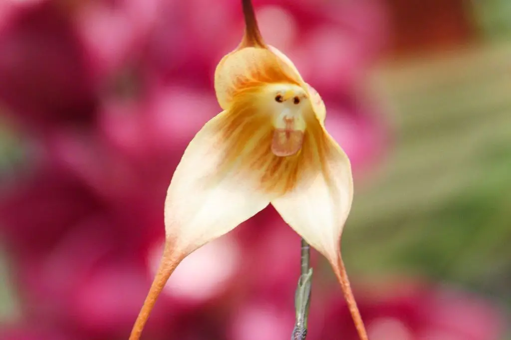 30 Fascinating Flowers That Look Like Animals