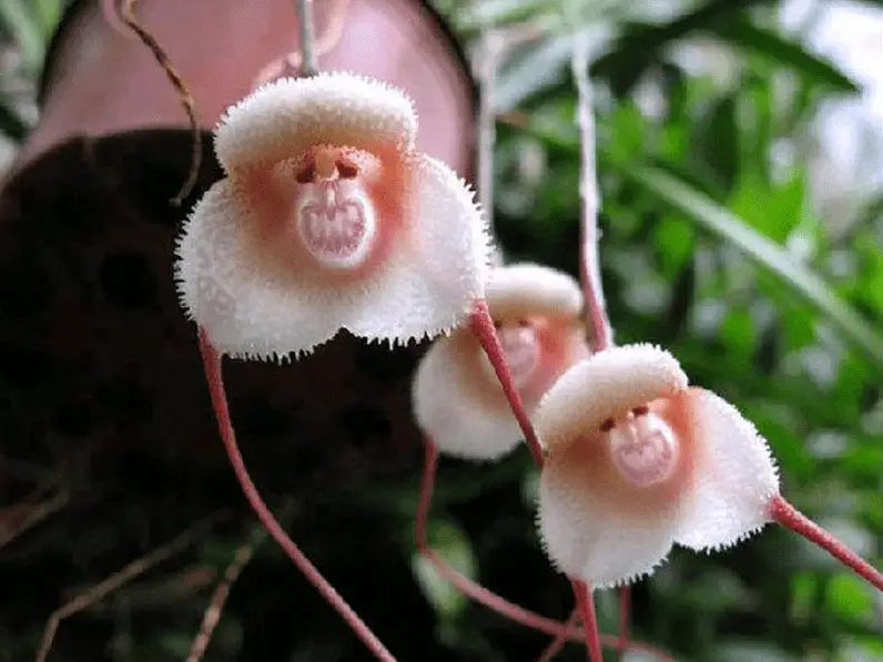 30 Fascinating Flowers That Look Like Animals