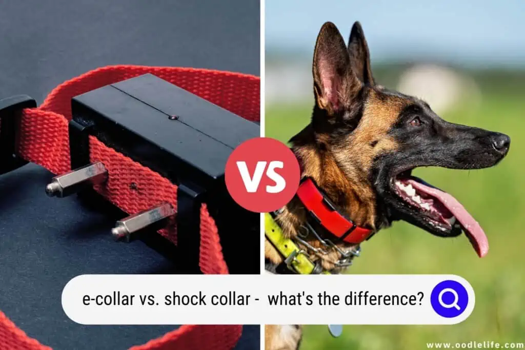 E-Collar Vs. Shock Collar