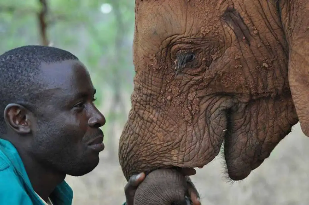 Why Do Elephants Obey Humans