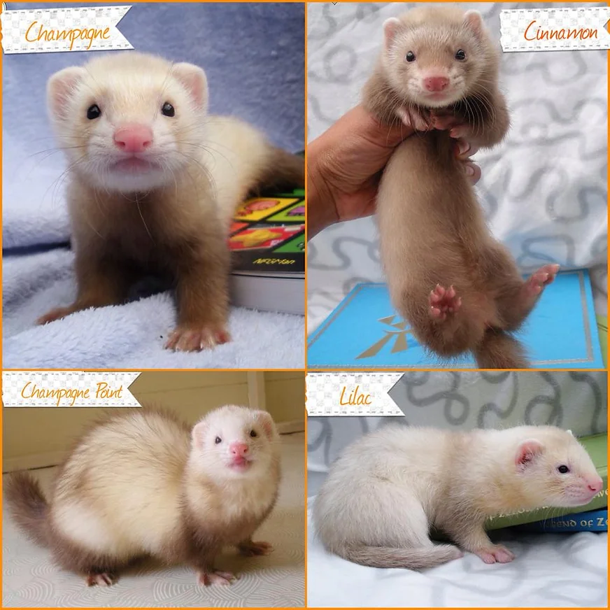 Ferret Colors And Patterns