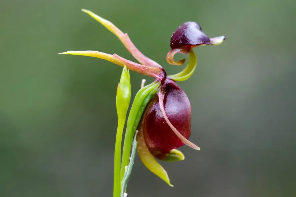 30 Fascinating Flowers That Look Like Animals