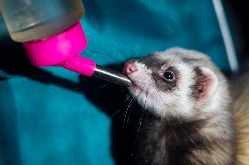 Unlocking the Power of Proper Ferret Hydration