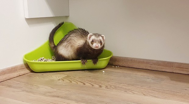 Toilet Training Your Ferret