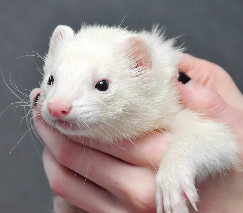 Top 10 Compelling Reasons to Choose a Ferret For a Pet