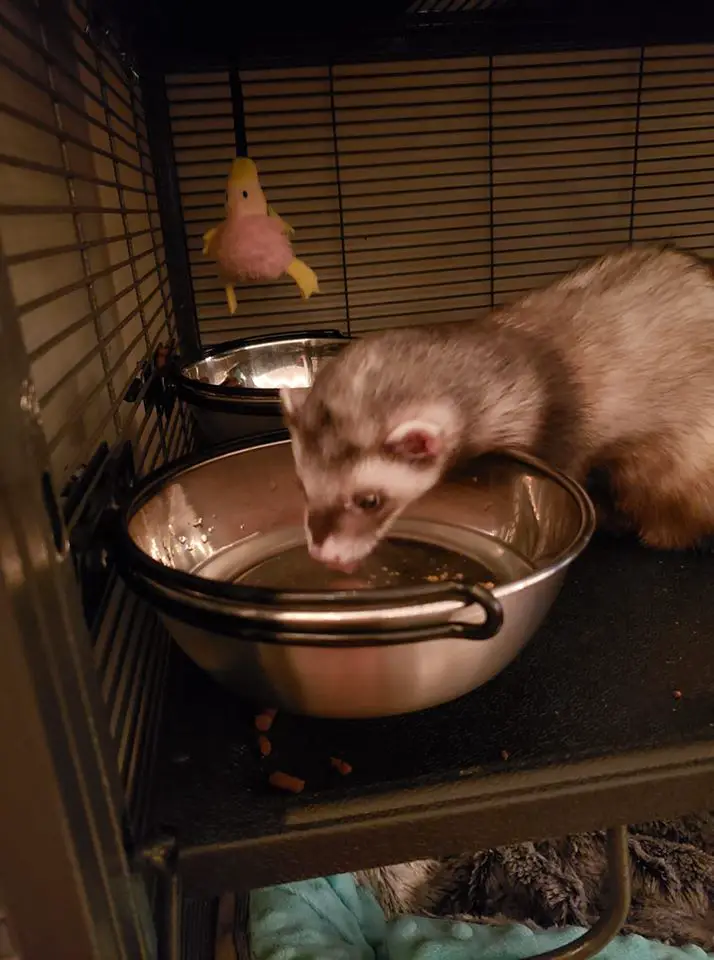 Unlocking the Power of Proper Ferret Hydration